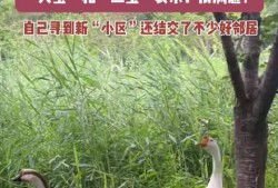 网红大鹅,从田间到网络，一只鹅的传奇之旅